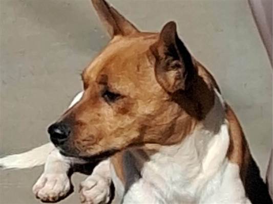 Cachorro cão para adoção Macho Médio  1 ano 