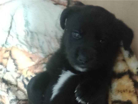 Cachorro cão para adoção Fêmea Médio  2 a 6 meses 