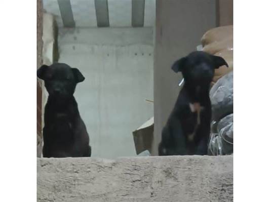 Cachorro cão para adoção Fêmea Médio  Abaixo de 2 meses 