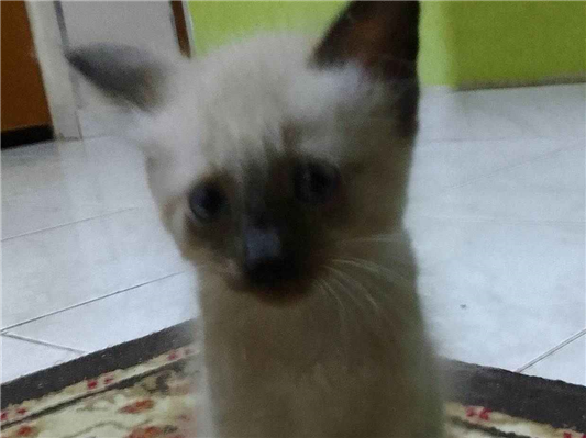 Gato para adoção Macho Pequeno 2 a 6 meses