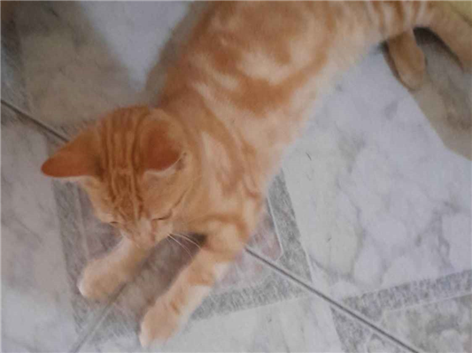 Gato para adoção Macho Médio 1 ano