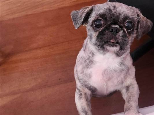 Cachorro cão para adoção Fêmea Médio  2 anos 