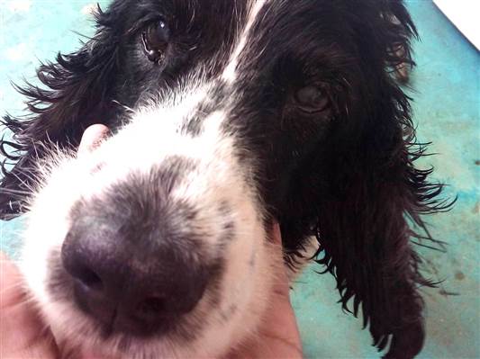 Cachorro cão para adoção Macho Médio  6 anos Acima 