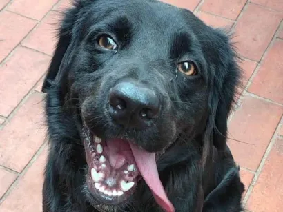 Cao Labrador Medio 2-anos
