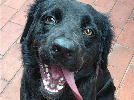 Cachorro cão para adoção Macho Médio  2 anos 