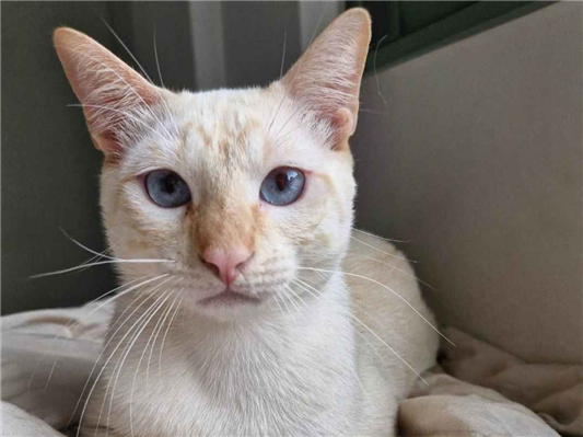 Gato para adoção Macho Médio 1 ano