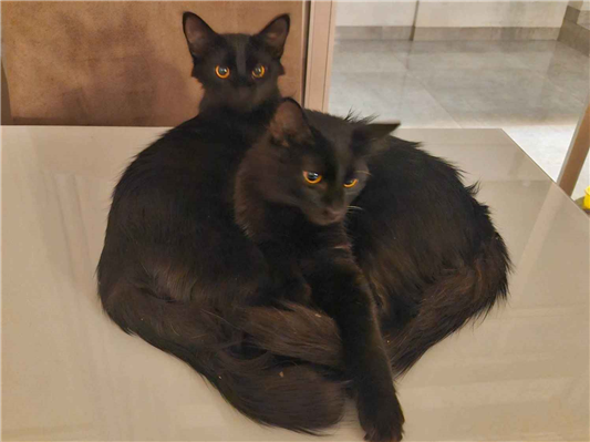 Gato para adoção Macho Médio 7 a 11 meses