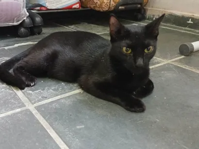 Gato SRD-ViraLata Pequeno 1-ano