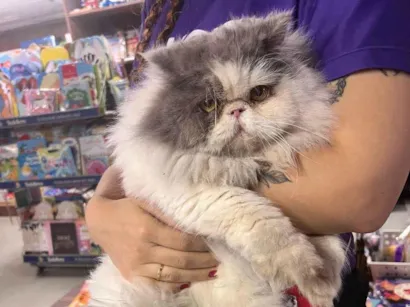 Gato Persa Medio 2-anos