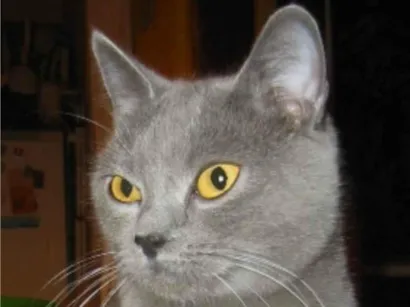 Gato SRD-ViraLata Pequeno 2-a-6-meses