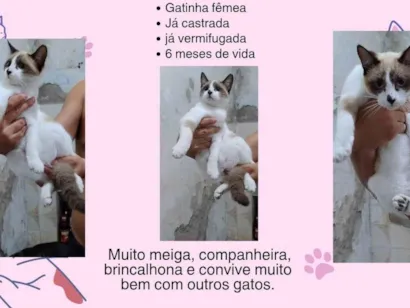 Gato SRD-ViraLata Pequeno 7-a-11-meses