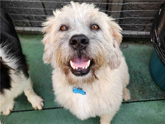 Cachorro cão para adoção Macho Médio  3 anos 