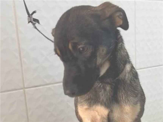 Cachorro cão para adoção Fêmea Médio  1 ano 