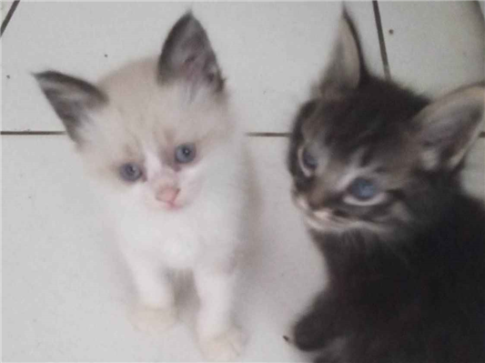 Gato para adoção Fêmea Pequeno 2 a 6 meses