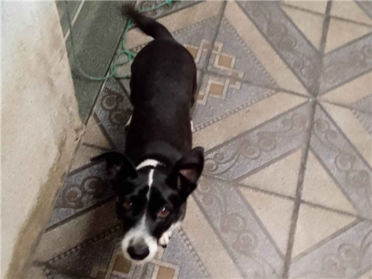 Cachorro cão para adoção Fêmea Pequeno 4 anos 