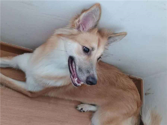 Cachorro cão para adoção Fêmea Grande 7 a 11 meses 