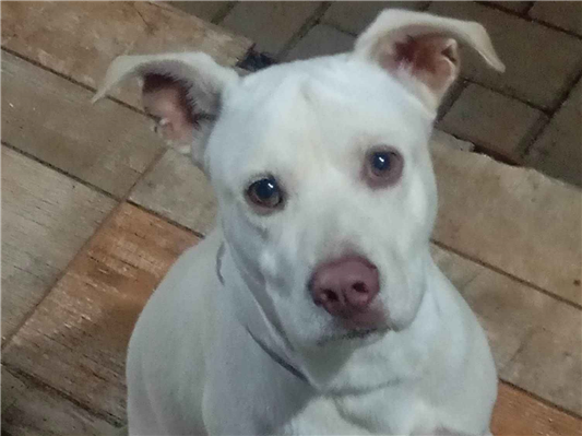 Cao - Macho MédioAbaixo de 2 meses