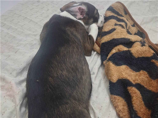 Cachorro cão para adoção Fêmea Médio  2 a 6 meses 