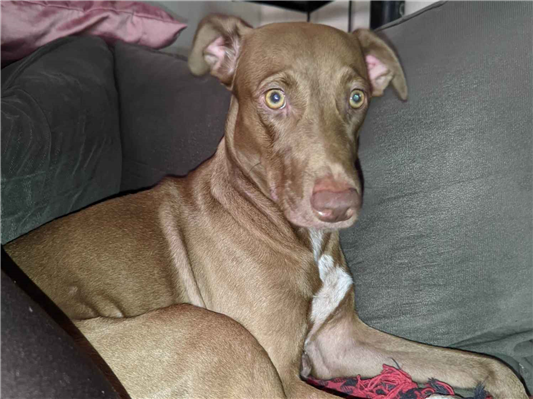 Cachorro cão para adoção Fêmea Médio  2 anos 
