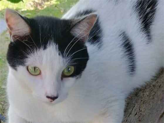 Gato Procura-Perdido Macho Médio 1 ano 