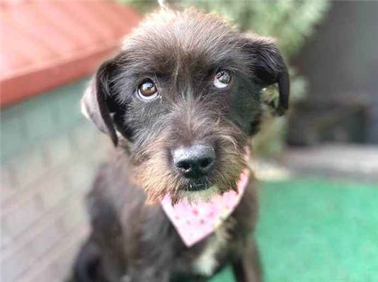 Cachorro cão para adoção Fêmea Pequeno 7 a 11 meses 