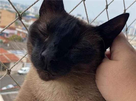 Gato para adoção Fêmea Pequeno 5 anos