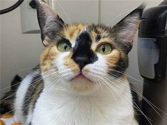 Gato para adoção Fêmea Pequeno 5 anos
