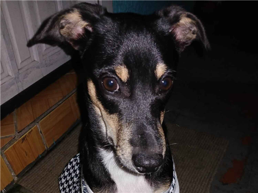 Cachorro cão para adoção Fêmea Médio  7 a 11 meses 