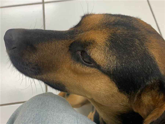 Cachorro cão para adoção Fêmea Médio  2 anos 