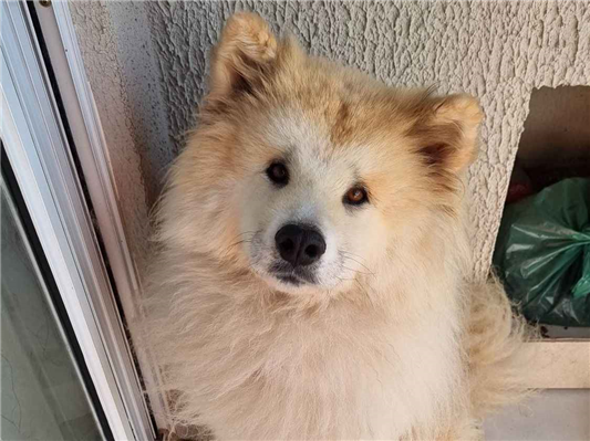 Cachorro cão para adoção Fêmea Grande 1 ano 