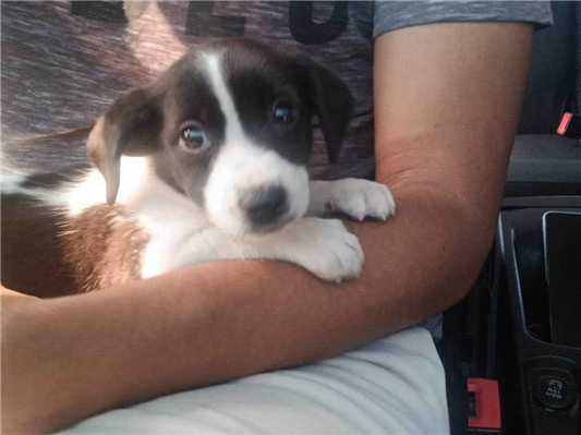 Cachorro cão para adoção Fêmea Médio  2 a 6 meses 