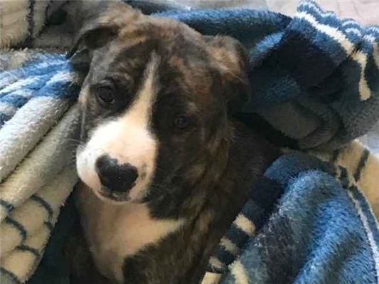 Cachorro cão para adoção Fêmea Pequeno 2 a 6 meses 