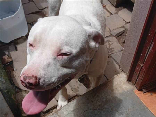 Cachorro cão para adoção Macho Médio  1 ano 