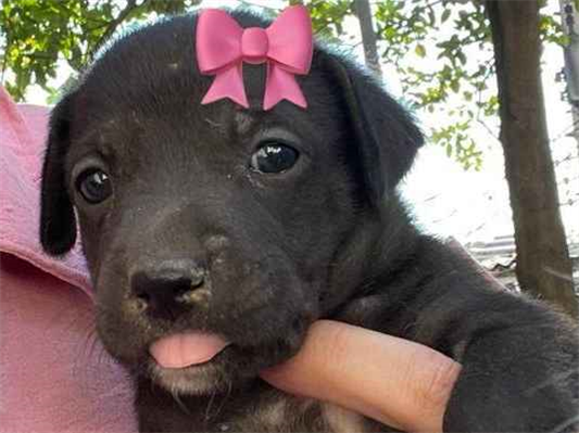 Cachorro cão para adoção Fêmea Pequeno Abaixo de 2 meses 