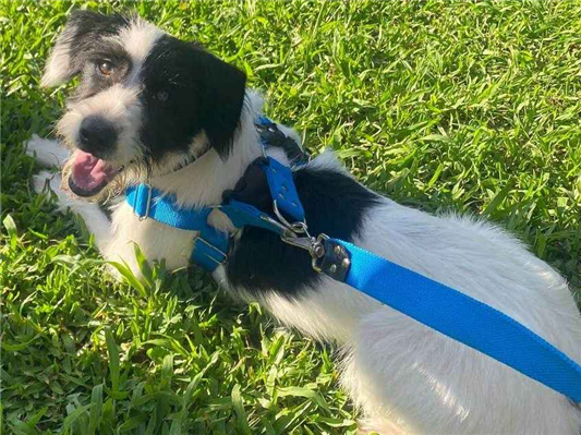 Cachorro cão para adoção Macho Médio  7 a 11 meses 