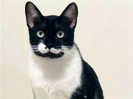 Gato para adoção Macho Médio 4 anos