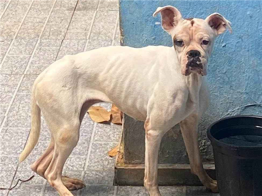 Cachorro cão para adoção Fêmea Médio  5 anos 