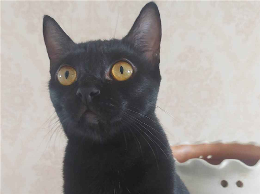 Gato Procura-Perdido Fêmea Médio 2 anos 