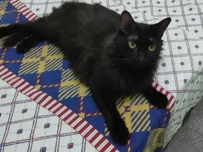 Gato SRD-ViraLata Medio 4-anos