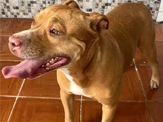 Cachorro cão para adoção Fêmea Médio  5 anos 