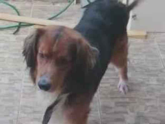 Cachorro cão para adoção Macho Grande 4 anos 