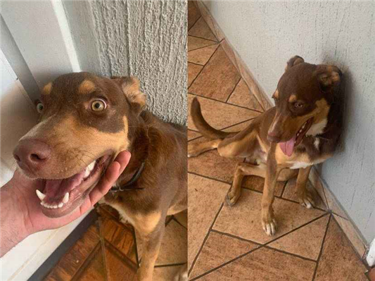 Cachorro cão para adoção Macho Grande 7 a 11 meses 