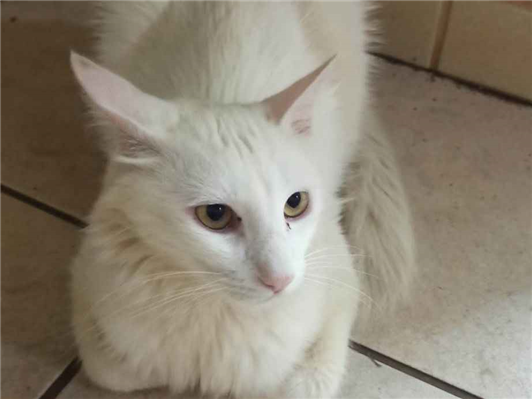Gato Procura-Perdido Macho Médio 2 anos 