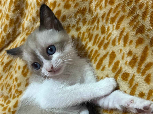 Gato para adoção Macho Pequeno Abaixo de 2 meses