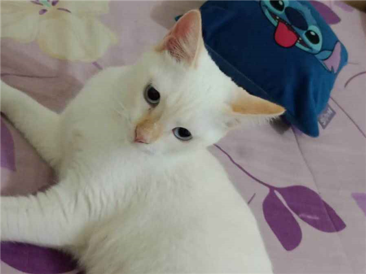 Gato - Fêmea Médio2 a 6 meses