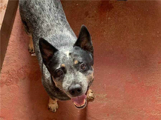 Cao Procura-Perdido Macho Médio 6 anos Acima 