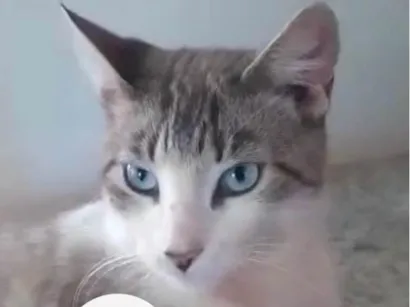 Gato SRD-ViraLata Pequeno 2-a-6-meses