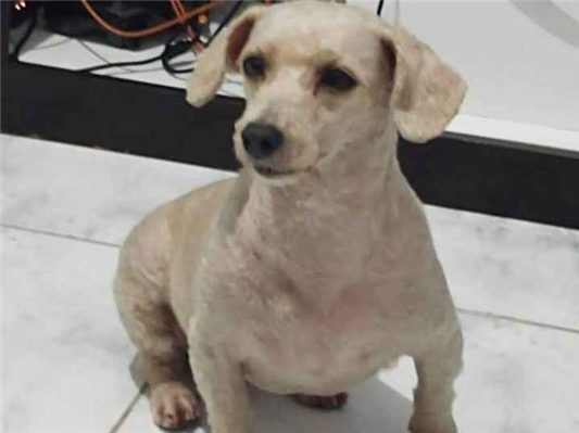 Cachorro cão para adoção Fêmea Pequeno 6 anos Acima 