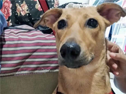 Cachorro cão para adoção Fêmea Pequeno 7 a 11 meses 