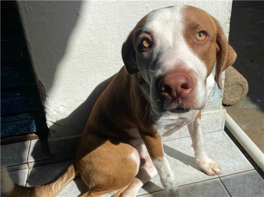 Cachorro cão para adoção Macho Médio  7 a 11 meses 
